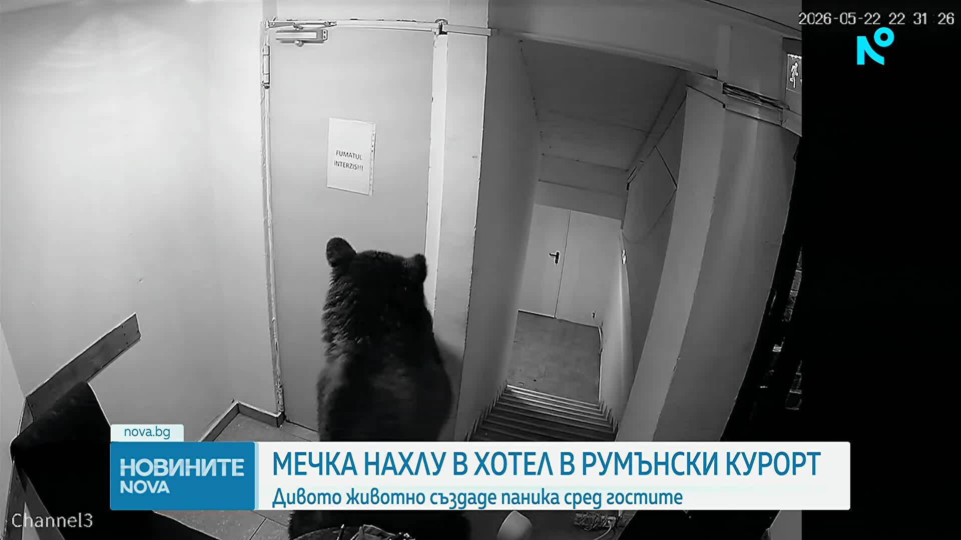 Мечка влезе в хотел в румънските Карпати