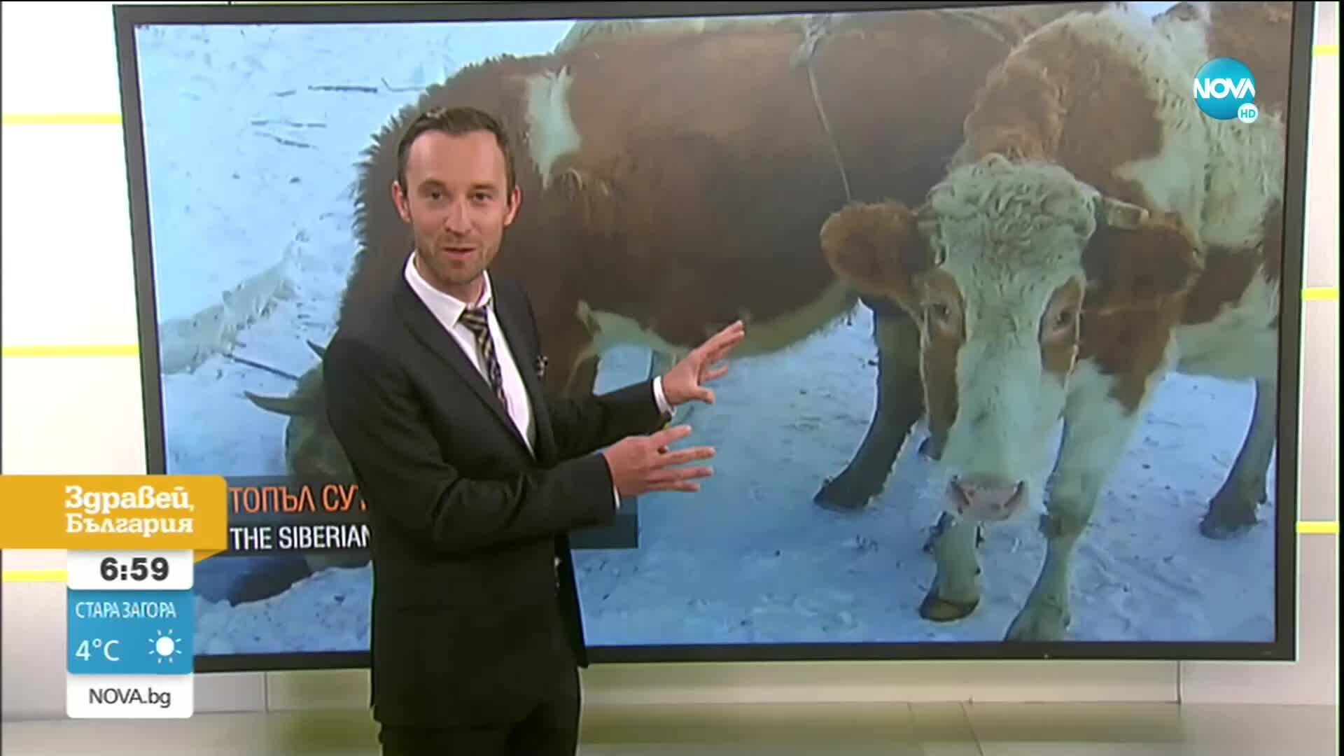 Къде кравите носят сутиени?