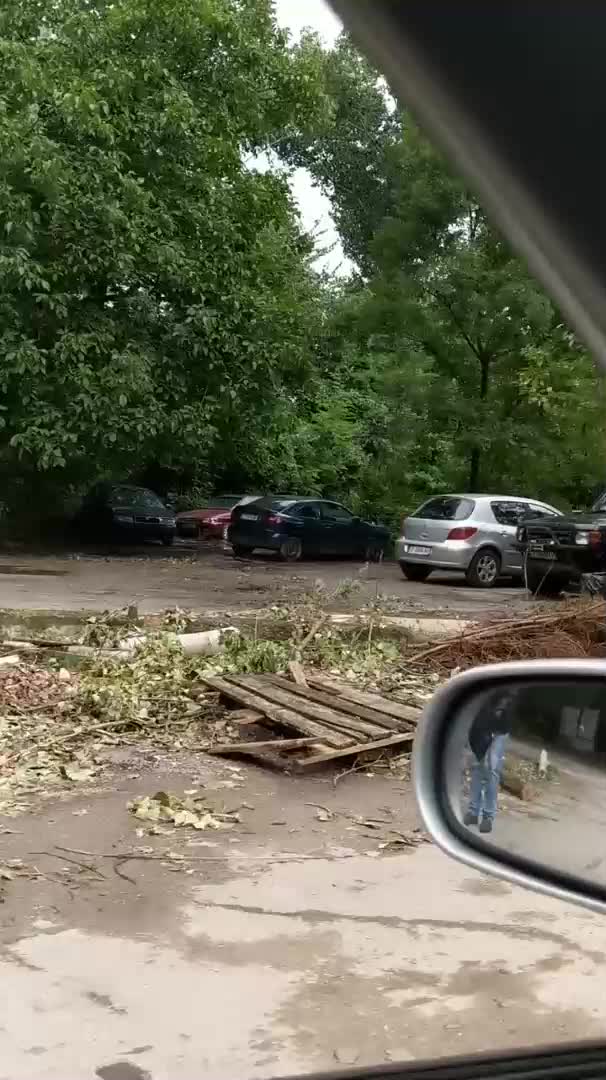 Незаконна сеч на дървета в гр. София