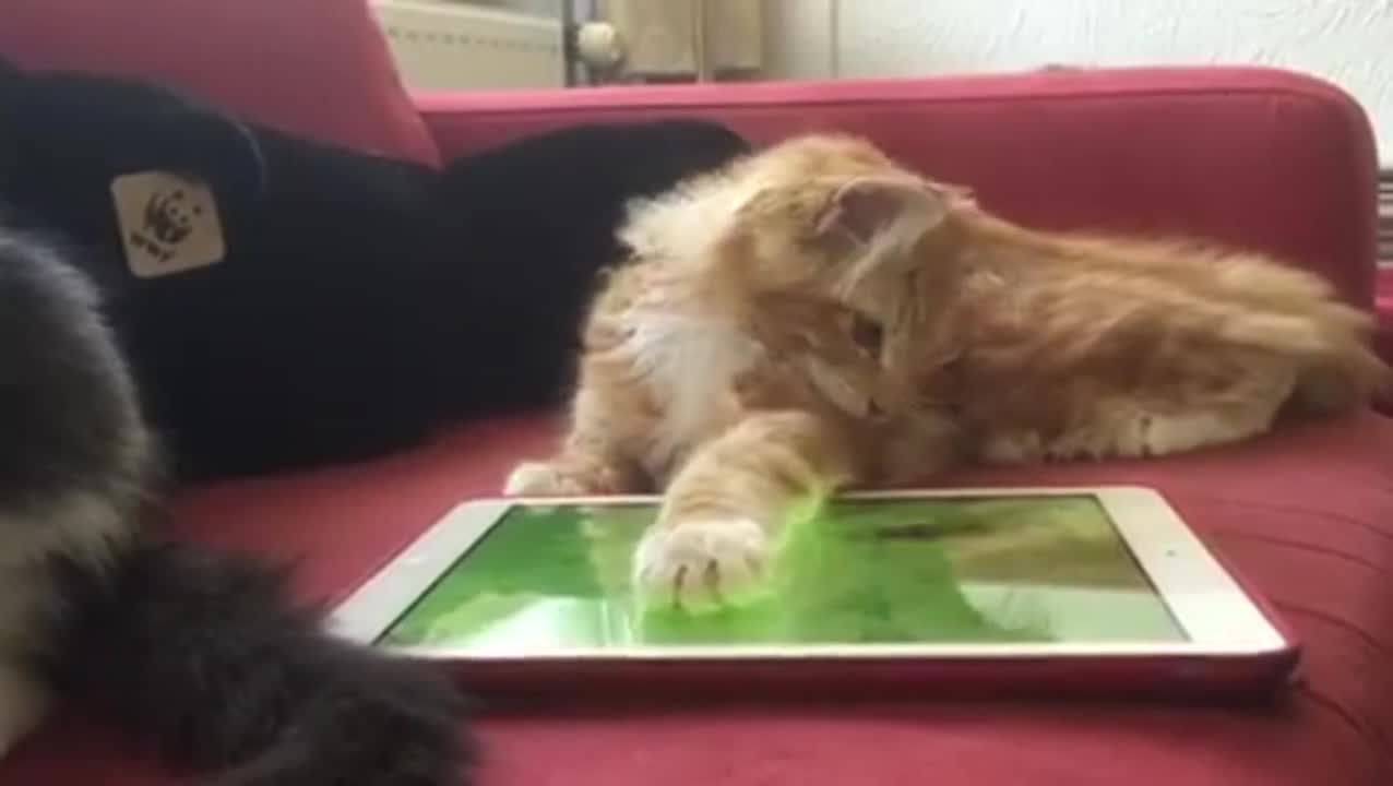 Котки гонят мишка