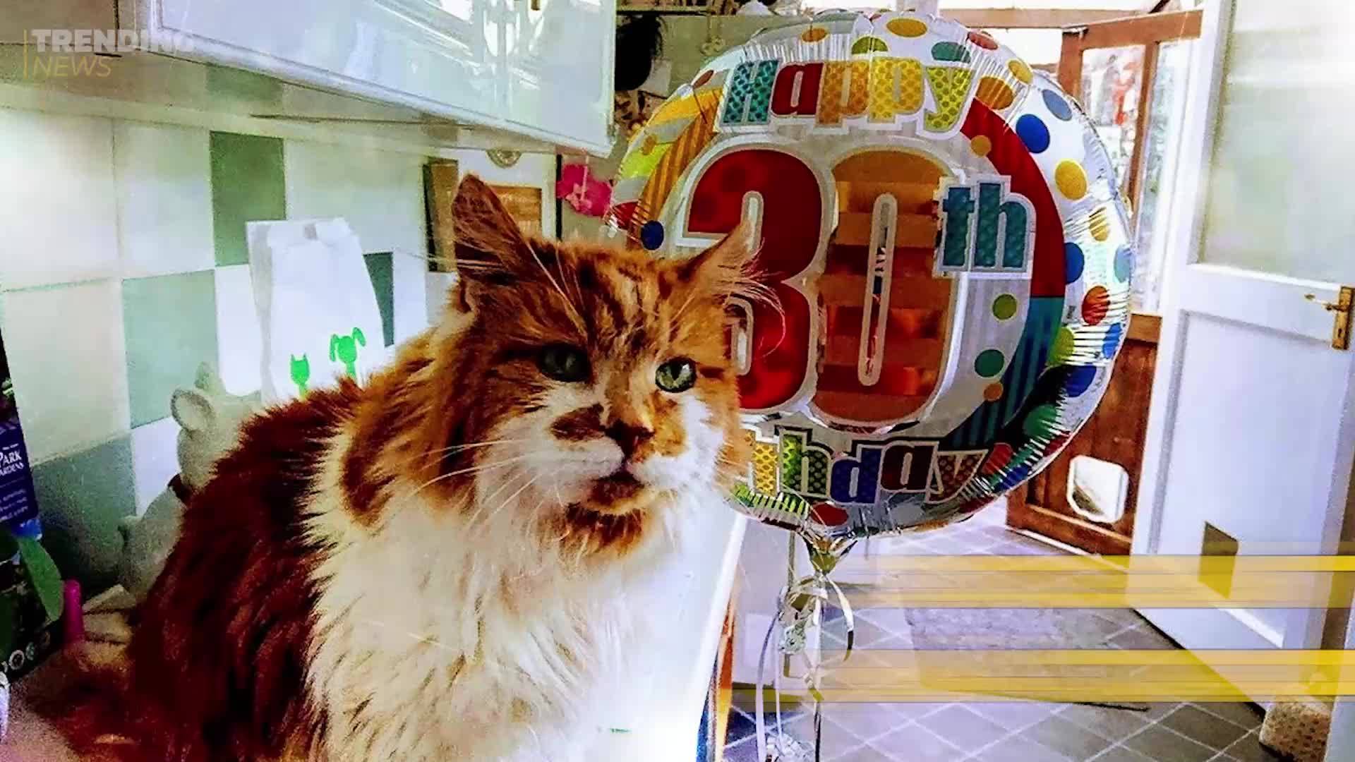 Запознайте се с Ръбъл – най-старата котка в света