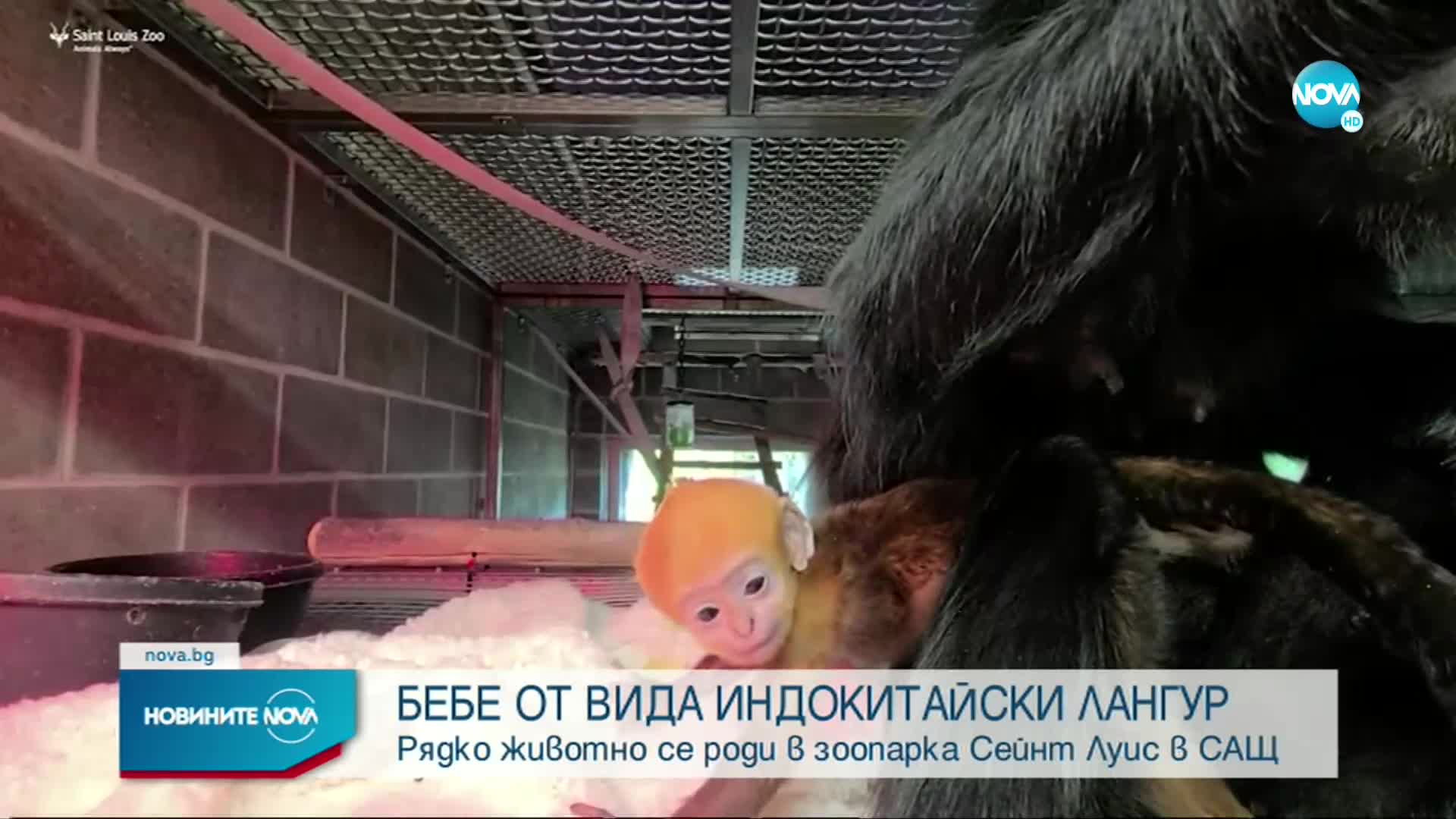 Рядко животно се роди в зоопарк в САЩ