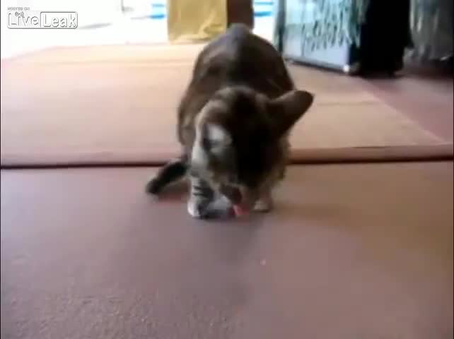 Котки танцуват на техно музика - смях
