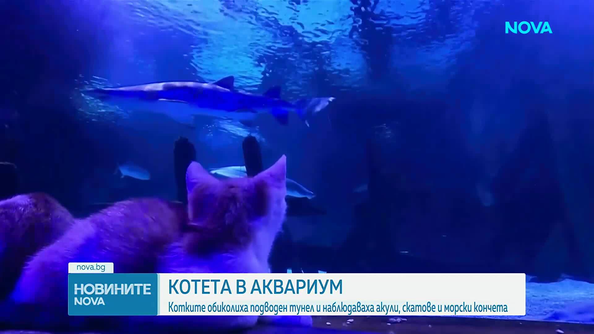 12 котета посетиха аквариум в САЩ