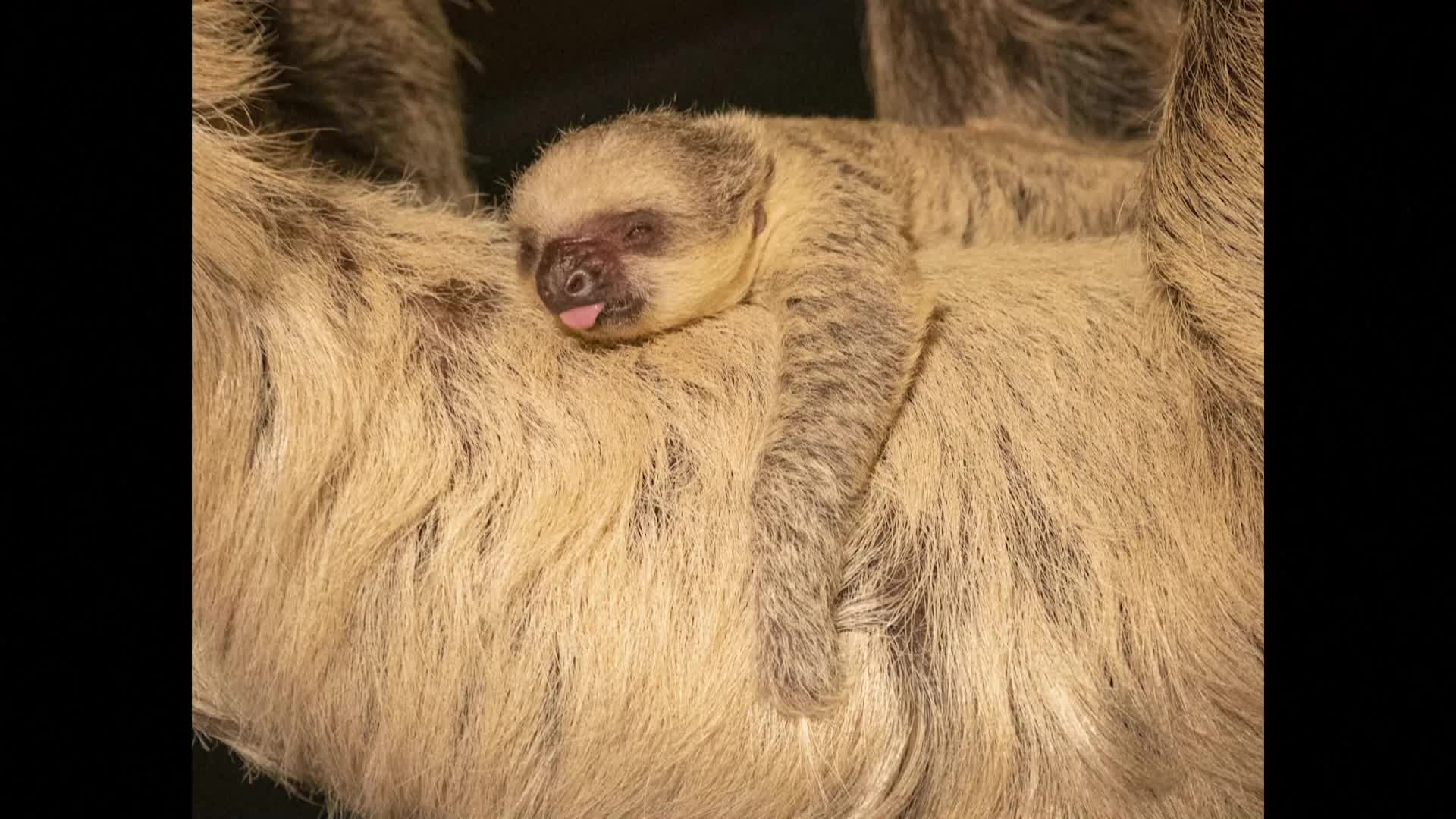 Бебе ленивец е най-новият питомец на зоопарка в Лондон (ВИДЕО)