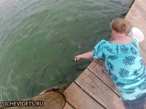 Жена храни гладни риби , но не очакваше това !