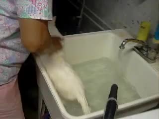 Котка вика за Помощ !!!!! Смях !!!!!! 