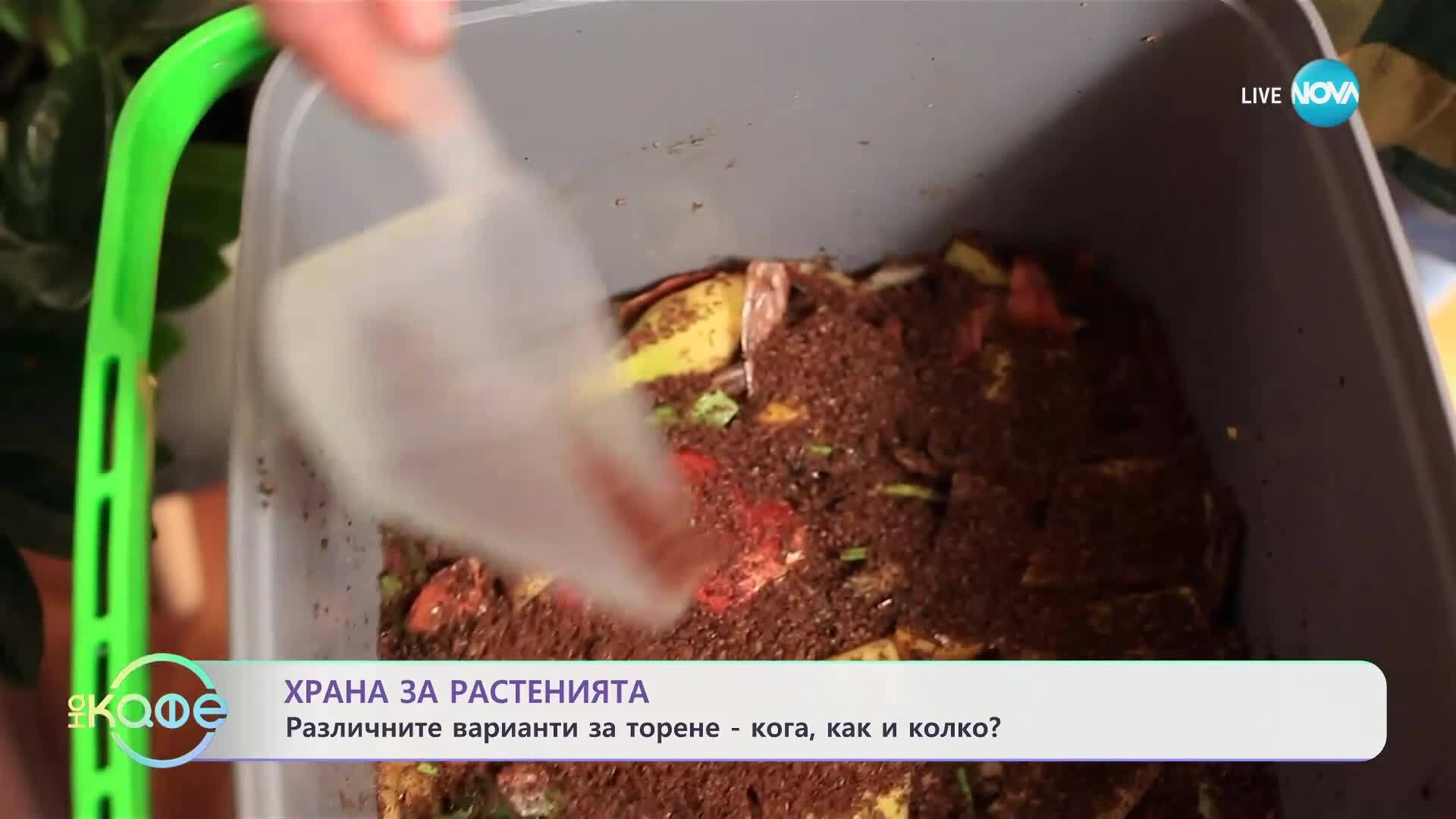 Градина в апартамент: Как да превърнем балкона си в малък оазис - „На кафе“ (15.05.2025)