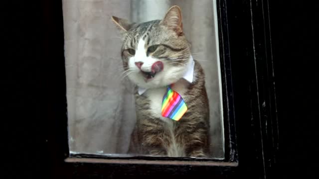 Котката на Асанж – отново със стилна вратовръзка