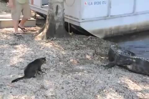 Котка срещу алигатор 