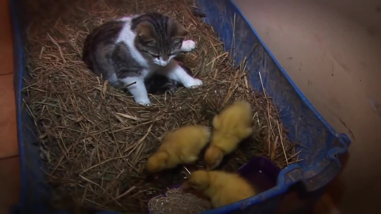 >Невероятно! Котка се грижи за малки патета, които я приемат като майка!