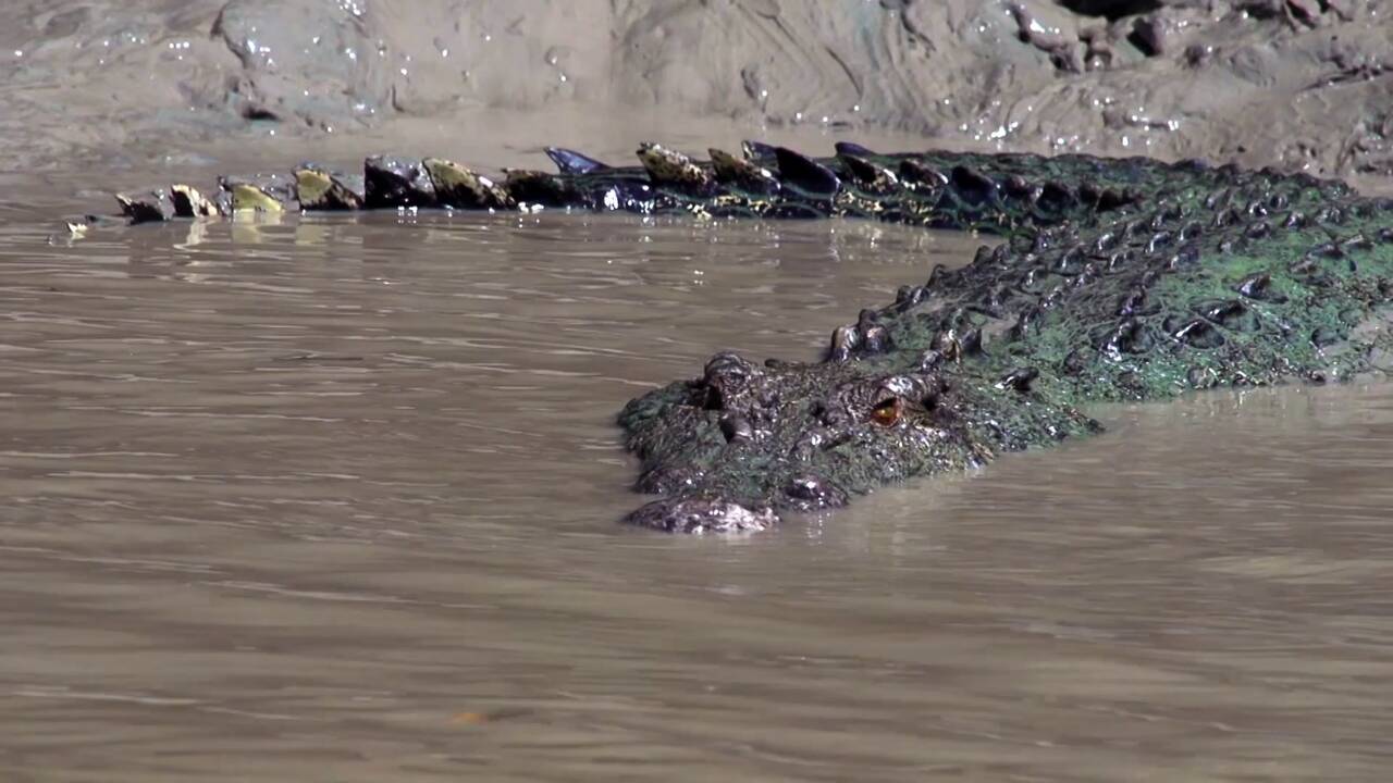 Видове крокодили, които напрадат без да бъдат провокирани | Croctober | NG WILD