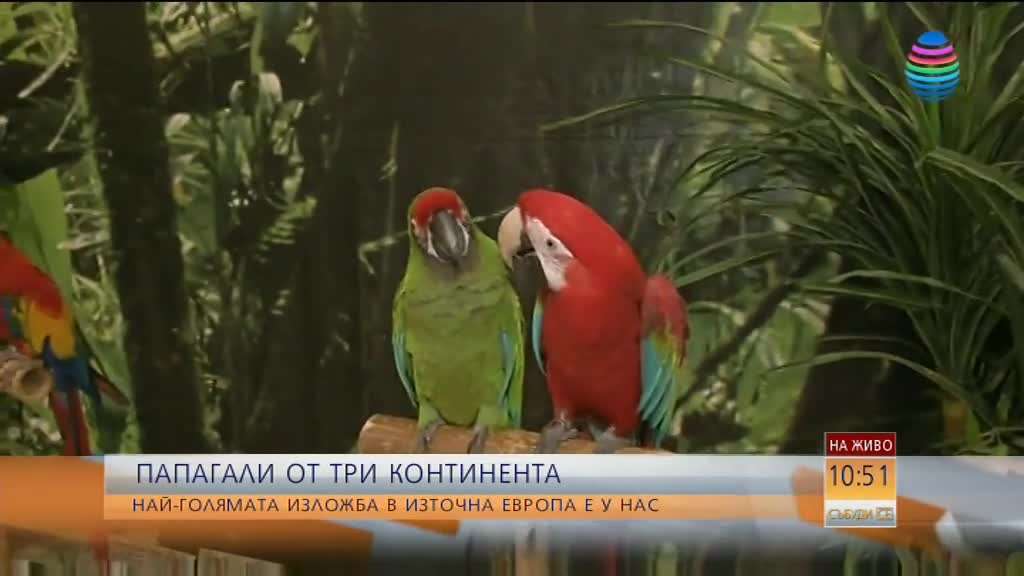 Папагали от три континента - във Велико Търново