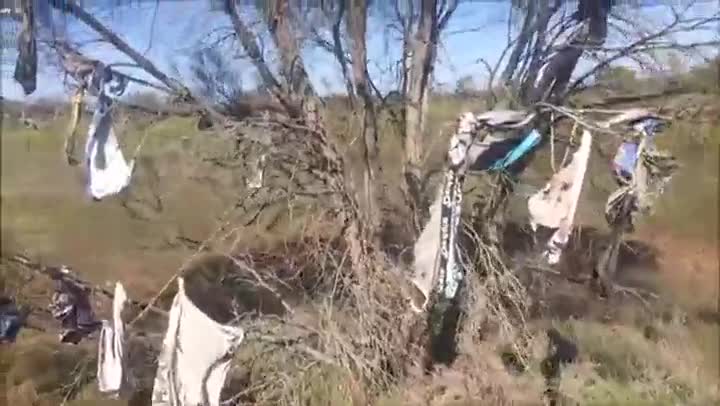 С какво окичени дървета може да видите ,докато пътувате по шосе в Австралия