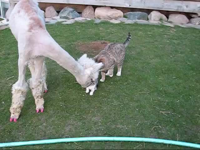 Лама се чуди на котки.. смях!!