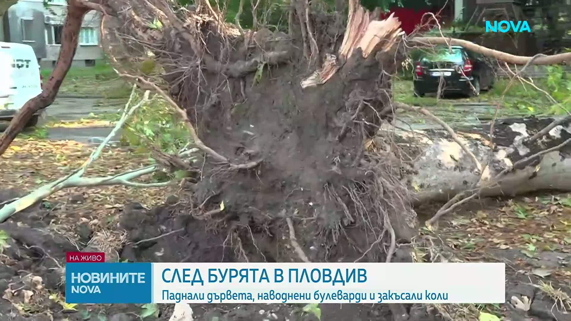 След бурята в Пловдив: Служби и граждани обединиха сили в разчистването на града
