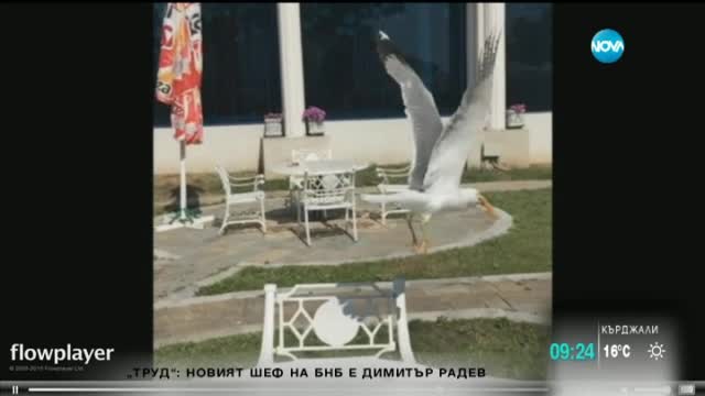 Гларус се храни на "ол инклузив"