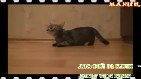 Това Диво Коте се Готви за Олимпийските игри ( смях ) !