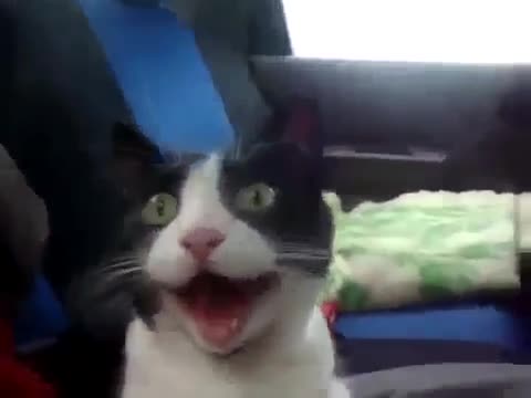 Котка се вози за пръв път в автомобил! Само я вижте как зяпа горката! :)