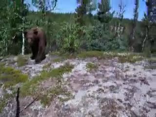 Дива мечка преследва мъж, който я наблюдава!