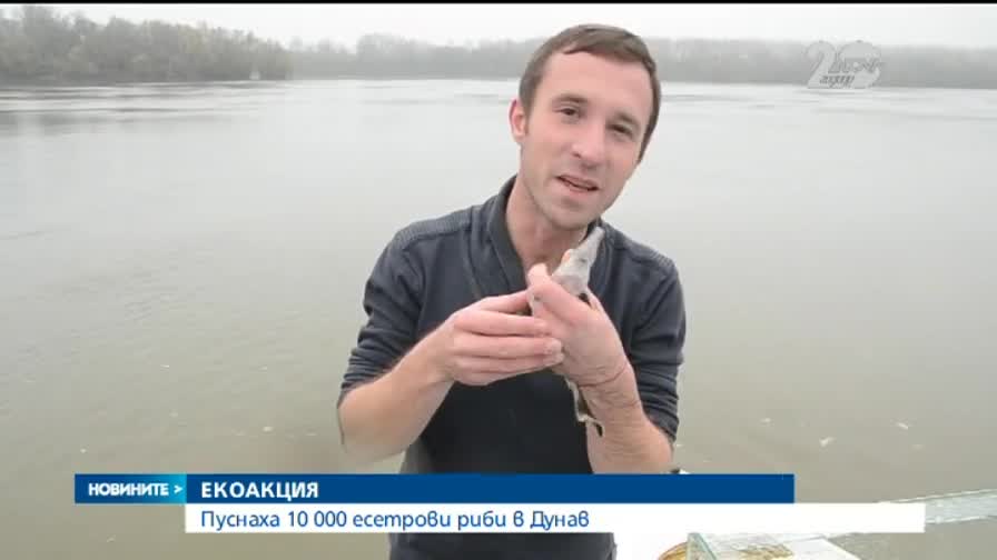 Мащабна екоакция в защита на есетровите риби в река Дунав