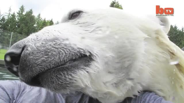 Невероятно приятелство между мъж и бяла мечка.