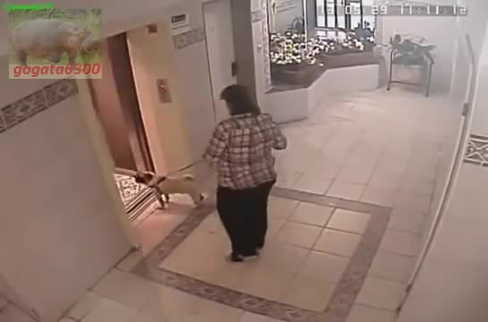 Мъж с яйца, куче, асансьор и... тъпа патка!