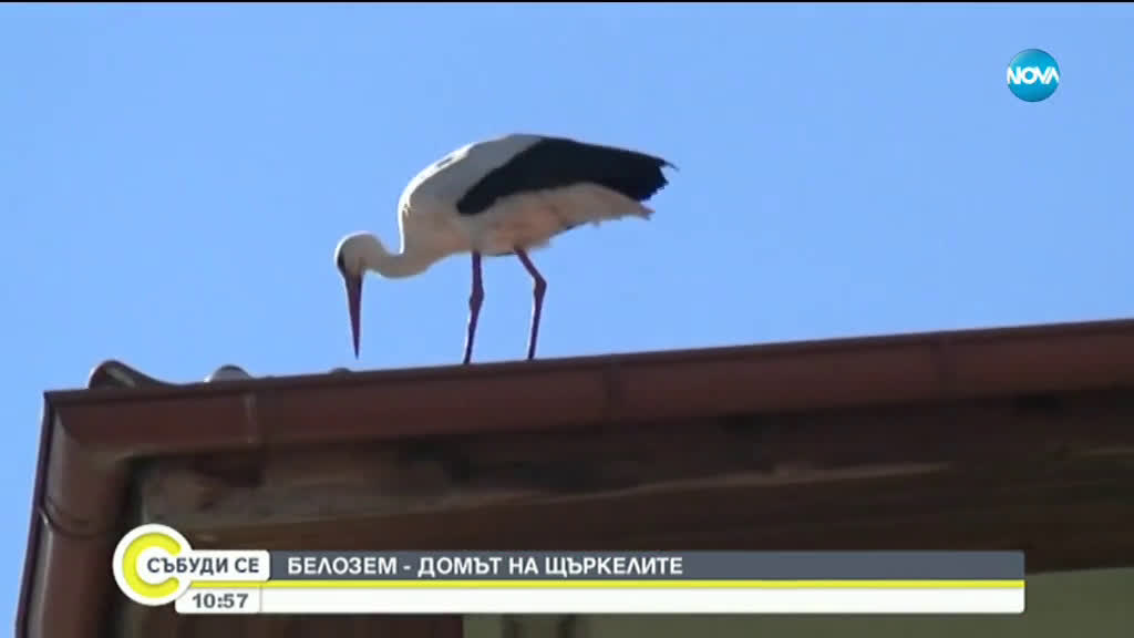 Белозем - Домът на щъркелите