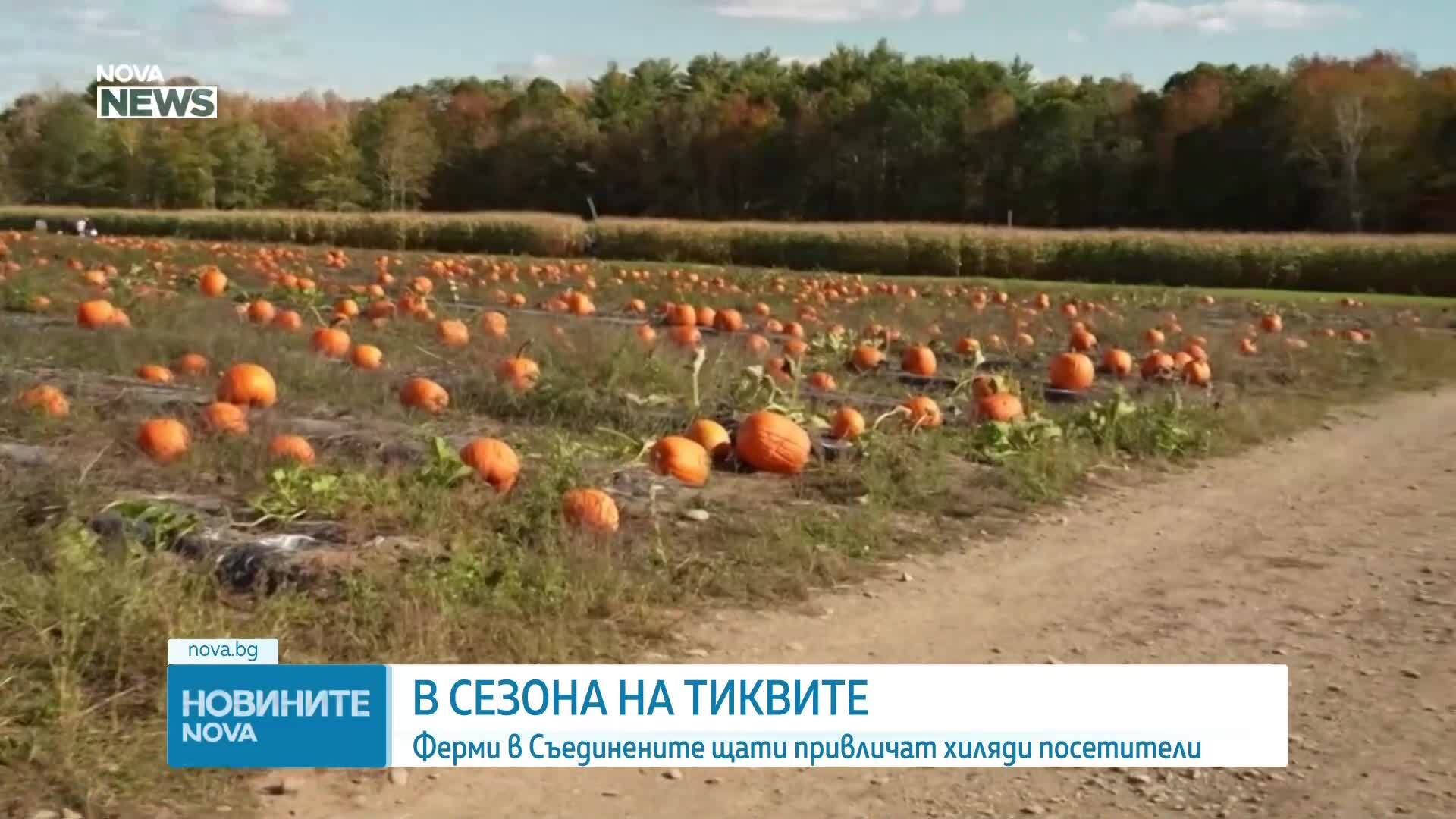 В сезона на тиквите: Ферми в Съединените щати привличат хиляди посетители