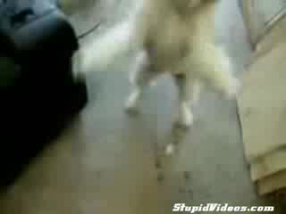 Heavy Metal Dog
