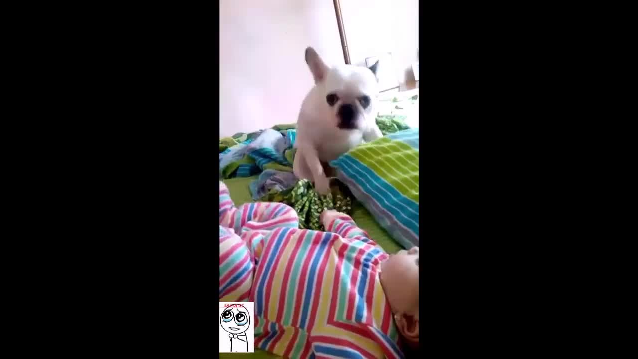 Кучета танцуват и забавляват бебе.