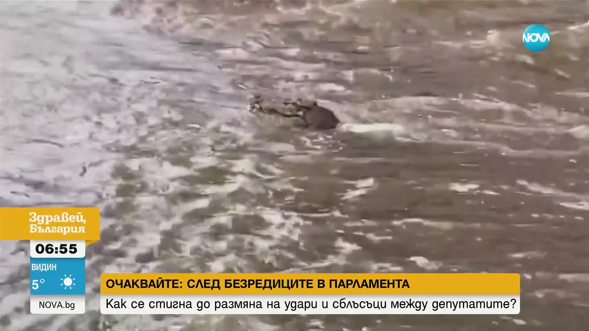 Крокодил изплува на улица при наводнения в Австралия