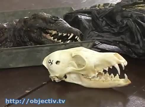 Малък звяр вся ужас в село в Украйна