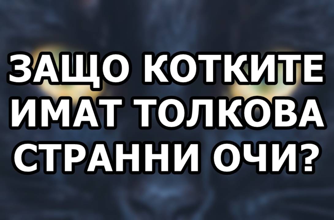 Защо котките имат толкова странни очи?