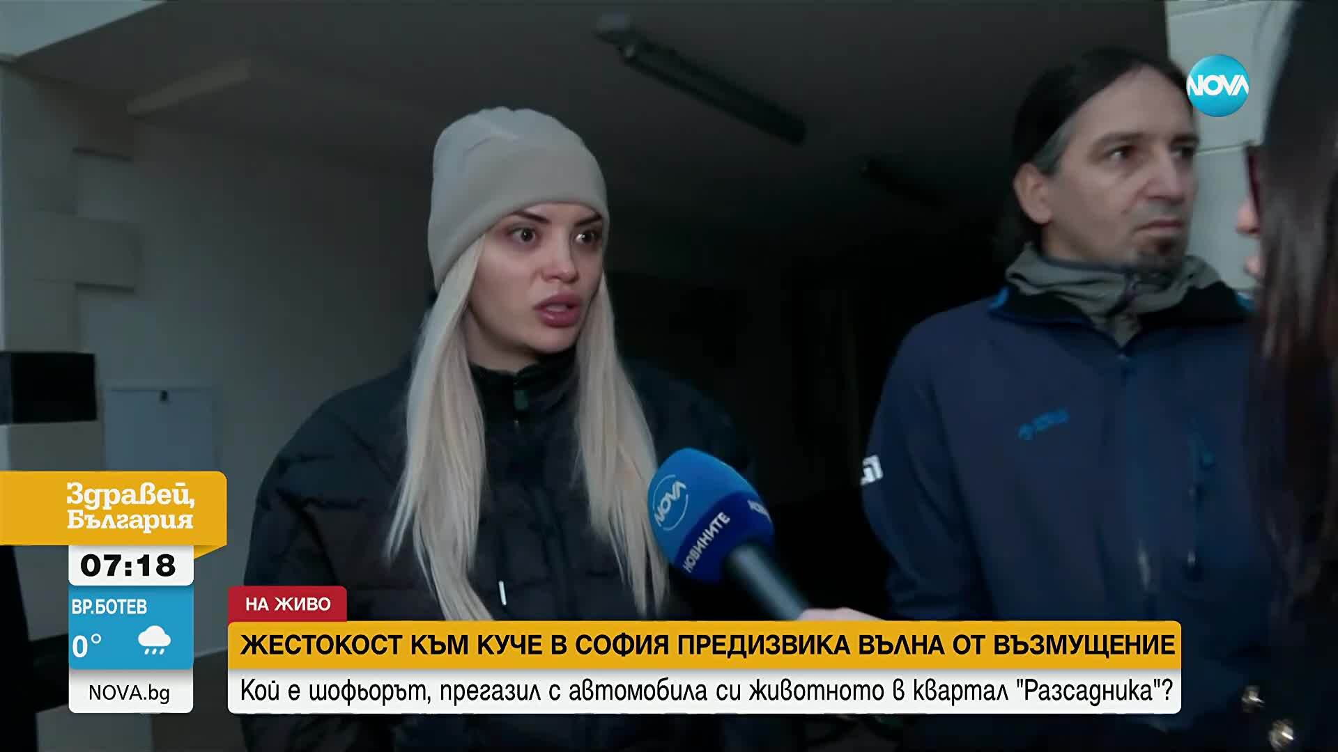 Кой е шофьорът, прегазил кучето Мая, и за какво наказание настояват хората в "Разсадника"