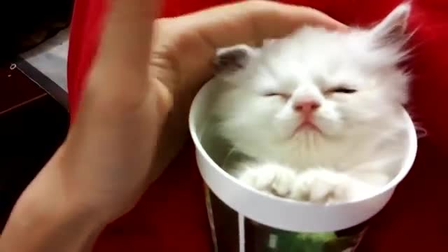 Сладко Котенце Спи В Купа