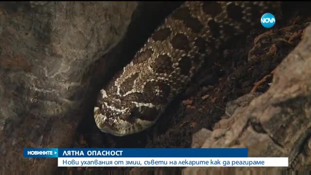 Нов случай на ухапан от змия в Пловдивско