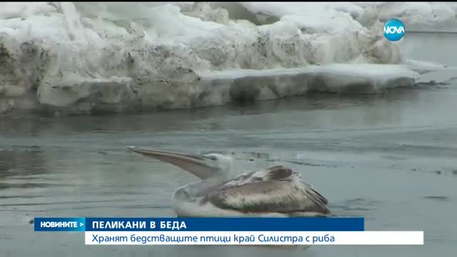 ПЕЛИКАНИ В БЕДА: Хранят бедстващите птици край Силистра с риба