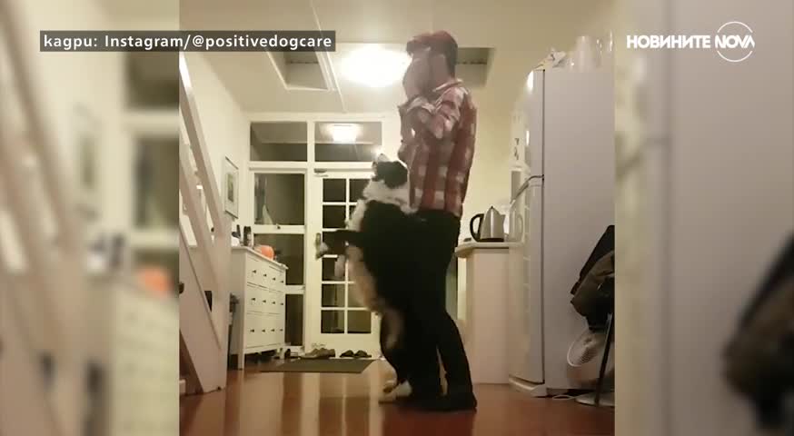 Две кучета правят невероятни трикове