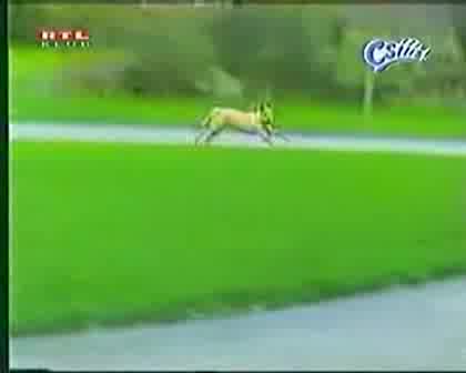 Най - Тъпото Куче На Света !! Смях До Скъсване !!