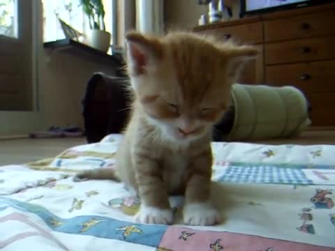 Сладко коте спи