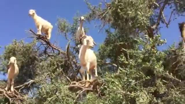 Кози растат по дърветата