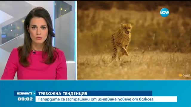 ТРЕВОЖНА ТЕНДЕНЦИЯ: Гепардите са застрашени от изчезване повече от всякога