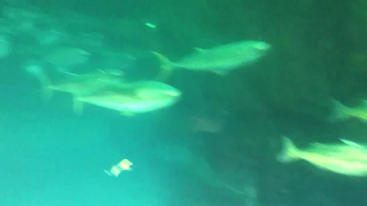 Акули плуват заедно с други морски обитатели в Аквариума на двата океана в Кейп Таун