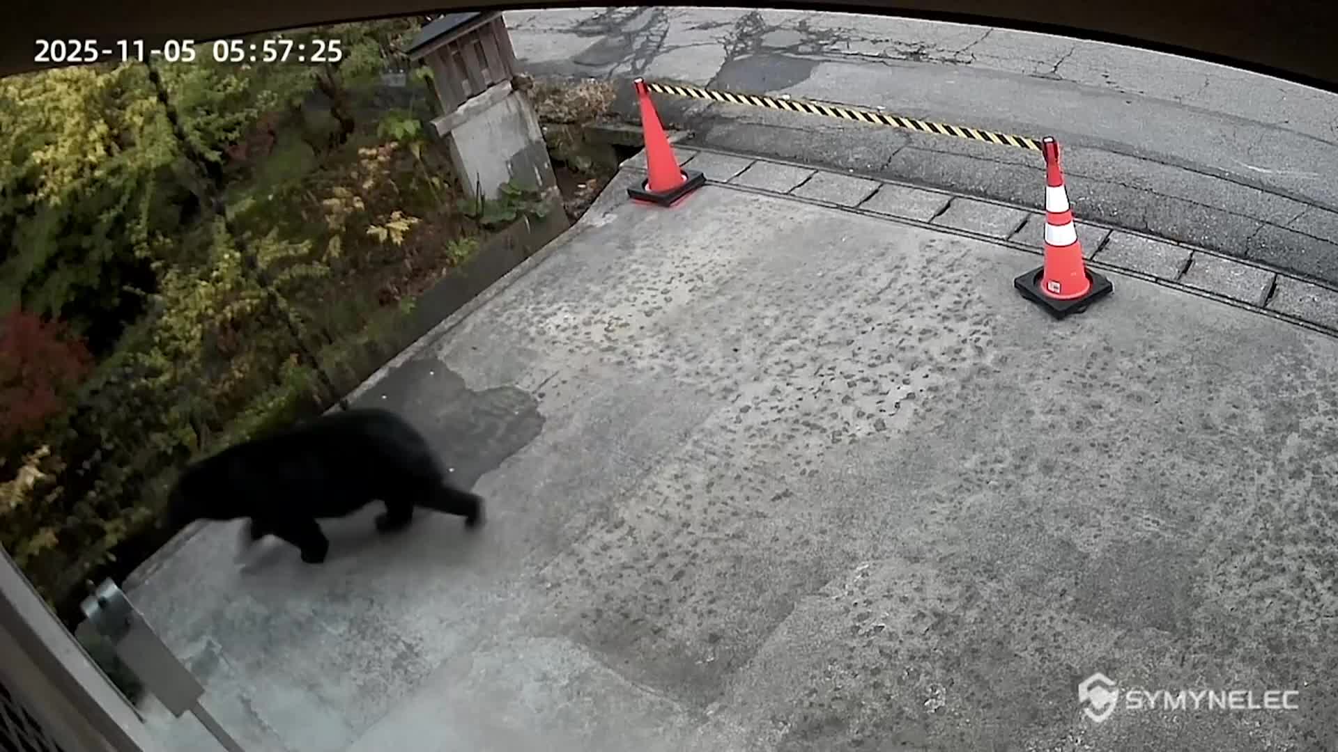 Мечка се разходи край музей в Япония (ВИДЕО)