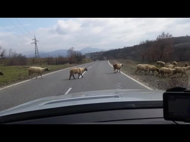 "Моята новина": Стадо овце на пътя