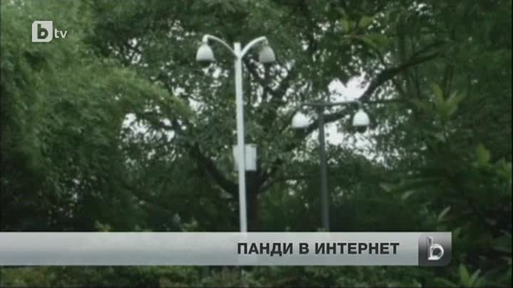 Гигантски панди в Китай - вече със свой видеоканал
