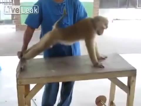 Маймуна Прави Лицеви Опори и Коремни Преси