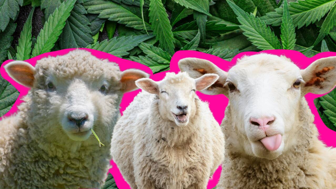Десетки овце се надрусаха след като изядоха 100 килограма канабис