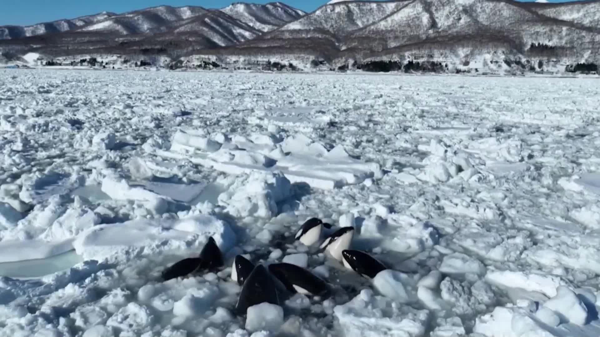 Стадо косатки заседна в леда край остров Хокайдо (ВИДЕО)